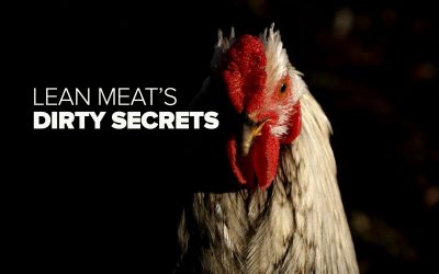 Is Lean Chicken Safe?