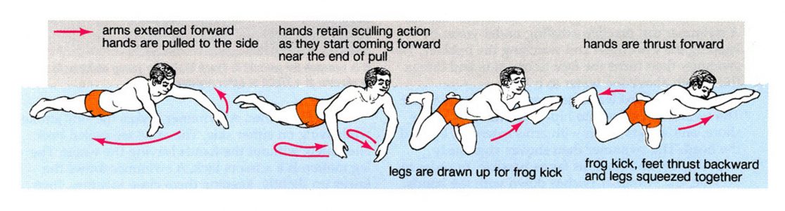 breaststroke exercise