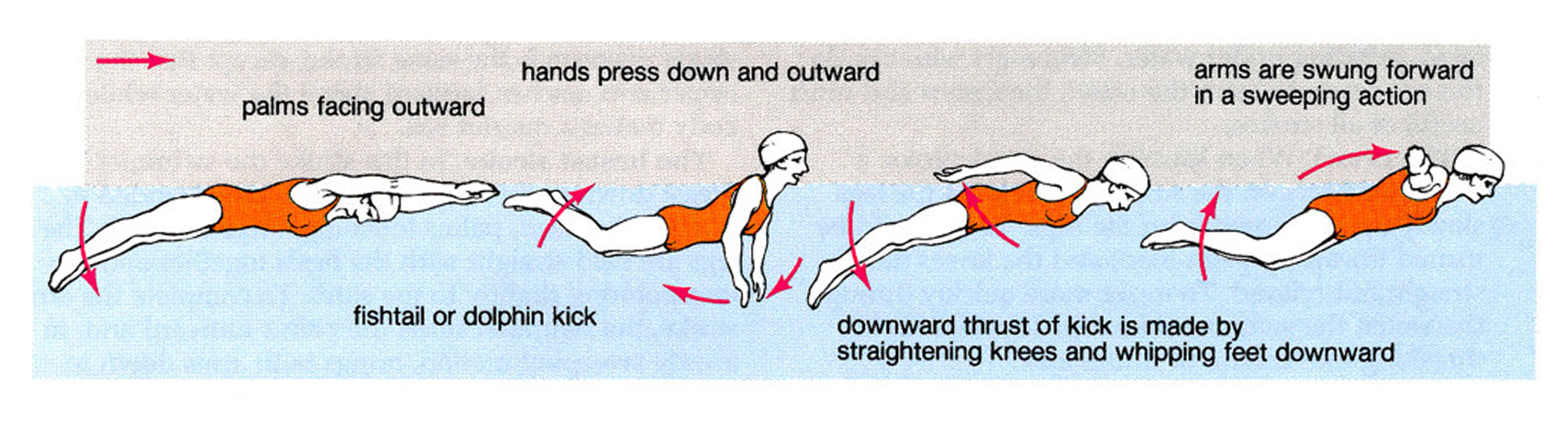 how to swim butterfly stroke.